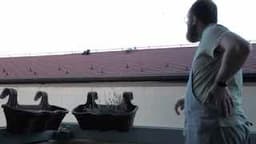 Утреннее бряцание колокольчика: кот на крыше image preview