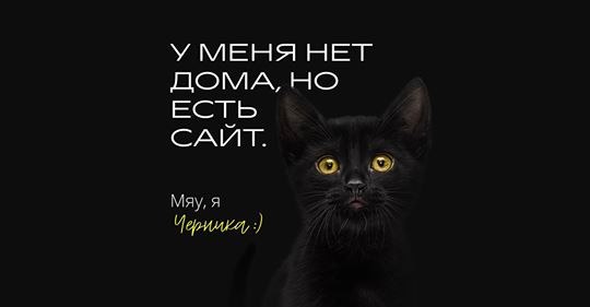 Сайт кота-потеряшки на Tilda image preview